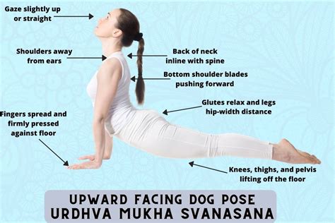 Dec 9, 2015 · Getting Into Upward-Facing Dog Pose. 1. Lie on your stomach with your forehead down and the tops of your feet on the mat. Bend your elbows, place your hands alongside your rib cage, and drag your palms back toward your waist until your lower arms are relatively perpendicular to the floor. 2.